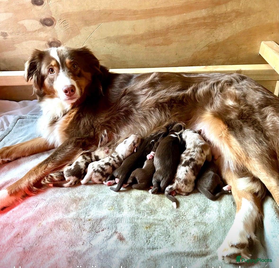 Australian Shepherd honden Australian Shepherd pups  - Advertentie 2