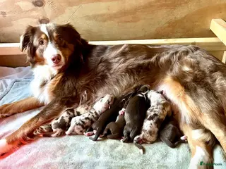 Australian Shepherd honden Australian Shepherd pups - Advertentie 2
