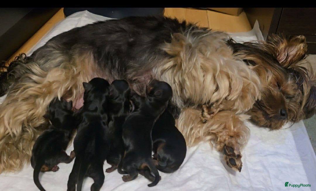 Yorkshire Terriër honden Yorkshire Terrier pups - Advertentie 1