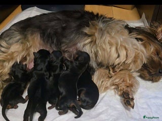 Yorkshire Terriër honden te koop: Yorkshire Terrier pups - Advertentie 1