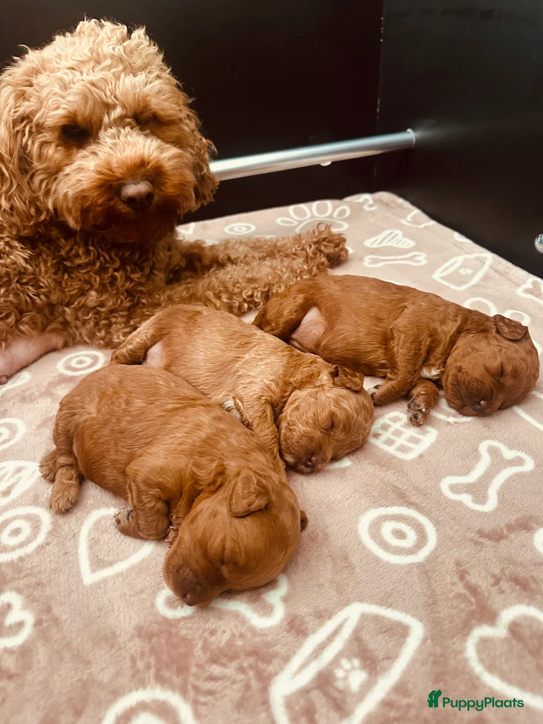 Dwergpoedel honden te koop: Prachtige rode dwergpoedel pups - Advertentie 5