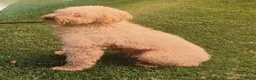 Labradoodle honden te koop: Mini labradoodle pups br/zw gemêleerd en 1 blond  - Advertentie 7