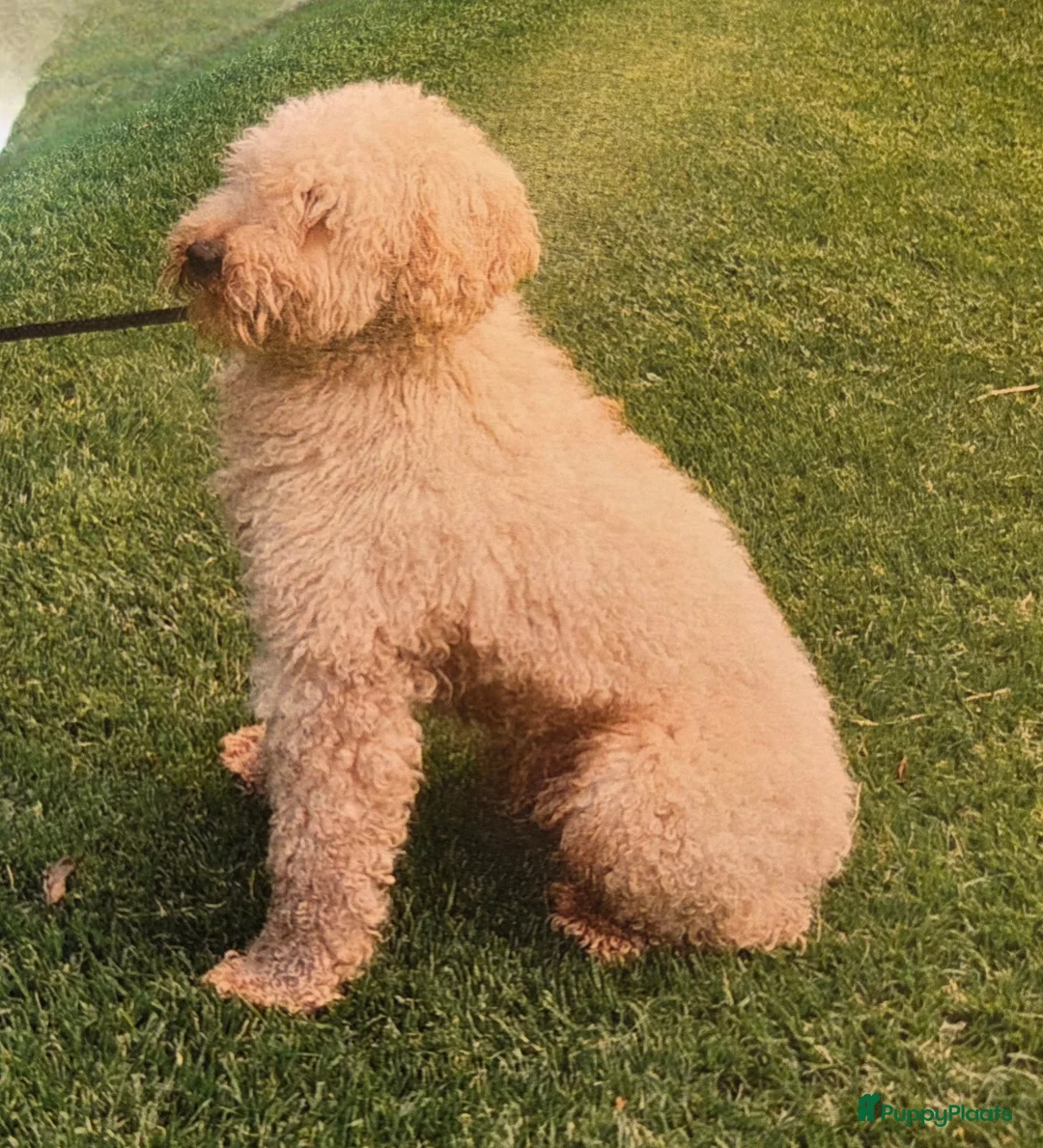 Labradoodle honden te koop: Mini labradoodle pups br/zw gemêleerd en 1 blond  - Advertentie 7