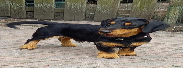 Jouk