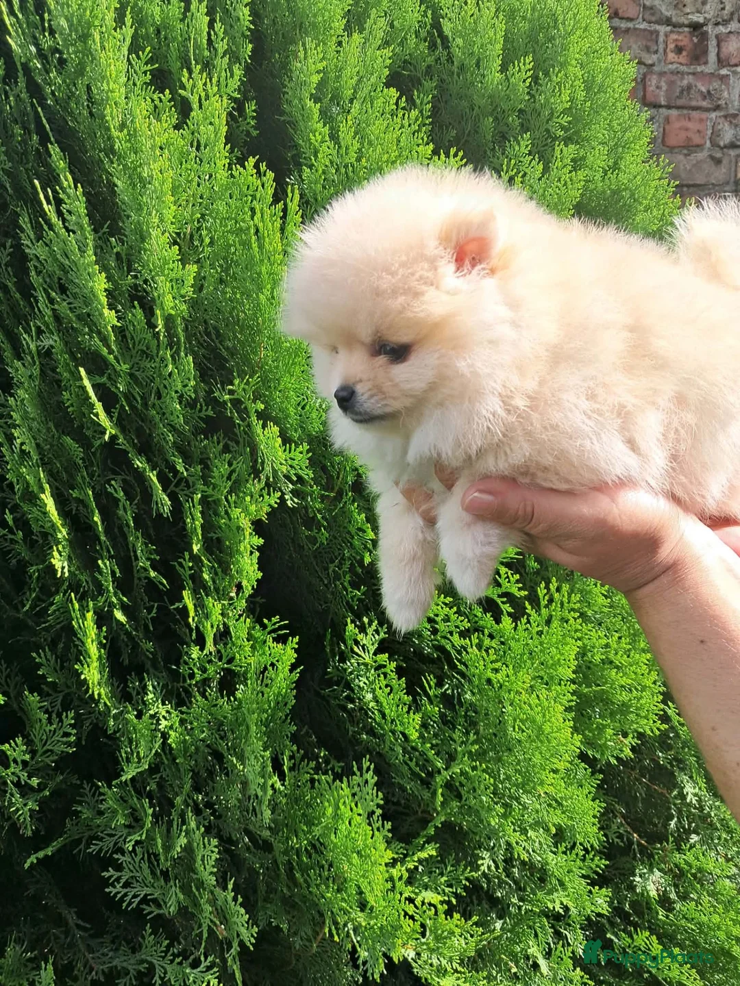 Pomeriaan honden te koop: Pomeriaan puppy - Advertentie 2