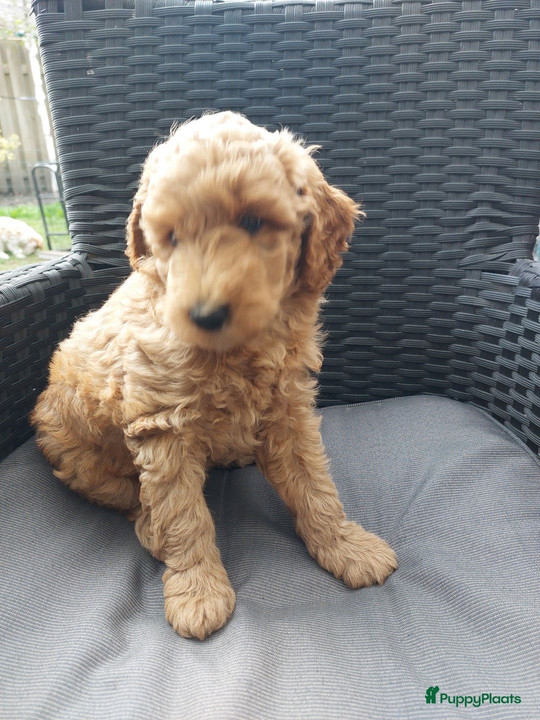 Poedel honden te koop: Raszuivere middenmaat poedelpups - Afbeelding 6