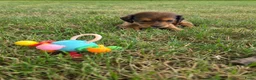 Teckel (langhaar) honden te koop: Dwerg teckel langhaar  - Advertentie 6