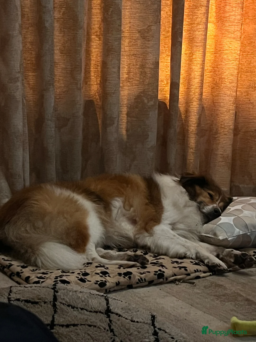 Kruising honden ter dekking: Reu aangeboden ter dekking in Breukelen - Advertentie 2