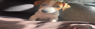 Jack Russel Terriër 1