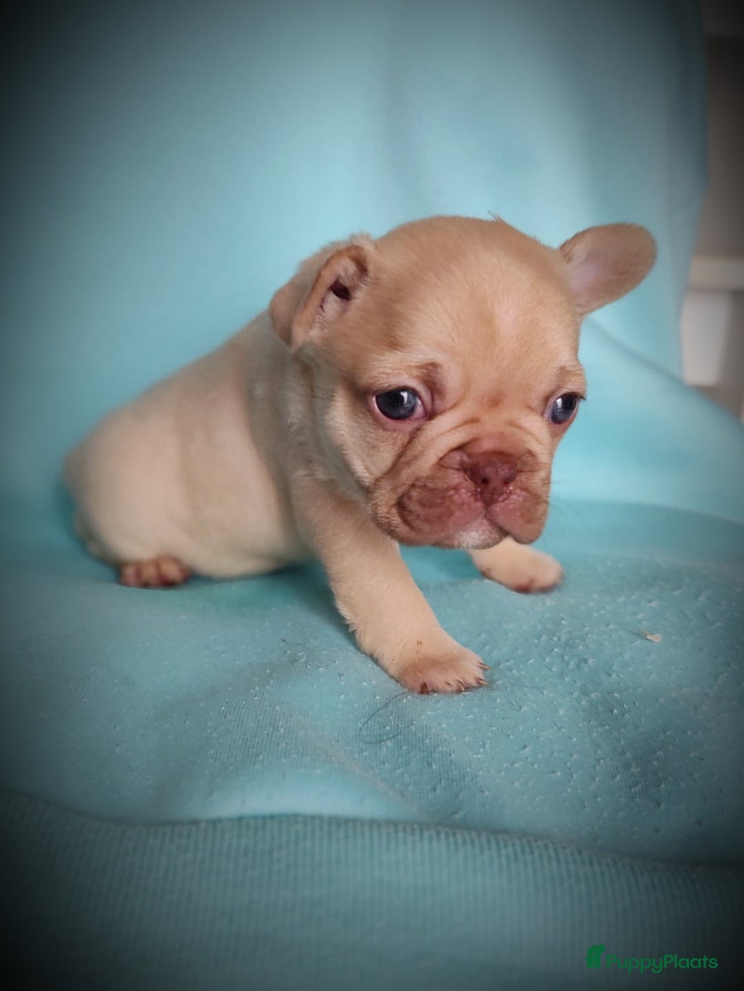 Franse Bulldog honden te koop: Franse bulldog pups - Advertentie 4