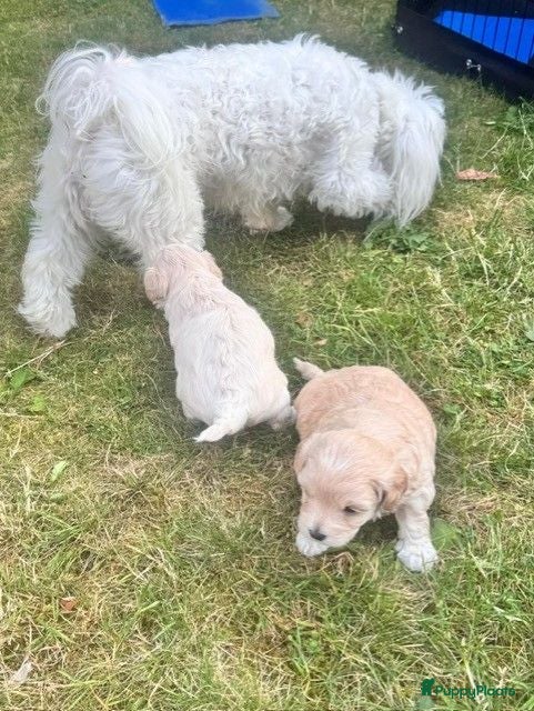 Maltipoo honden Schattige Maltipoo pups F1 (1x reutje & 1x teefje) - Advertentie 2