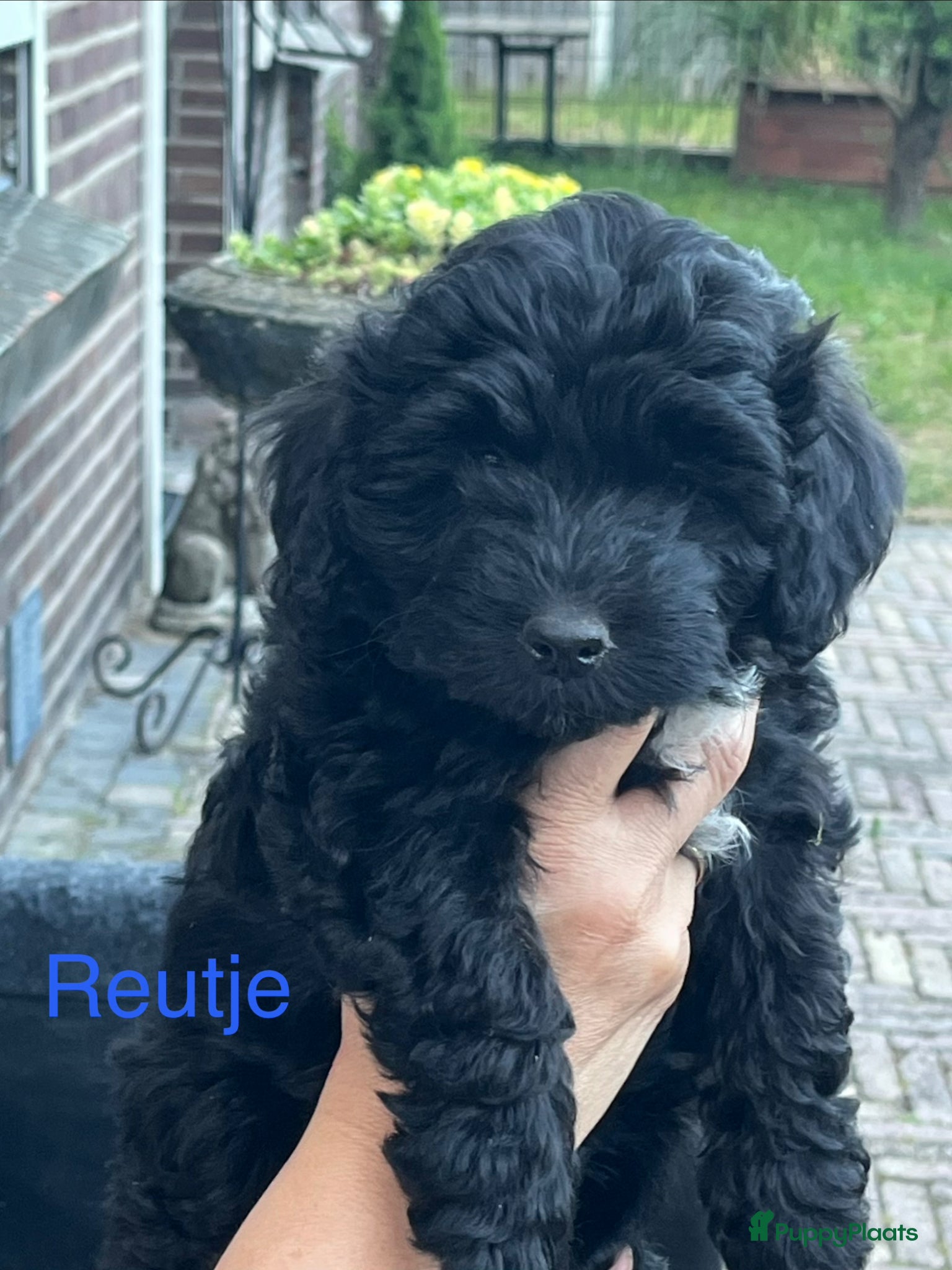 Maltipoo honden te koop: Maltipoo - Advertentie 10