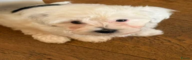 Maltipoo 2