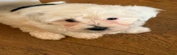 Maltipoo honden te koop: Maltezer X Poedel (Maltipoo) in Ursem - Advertentie 3
