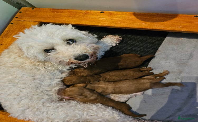 Labradoodle honden - Advertentie 3