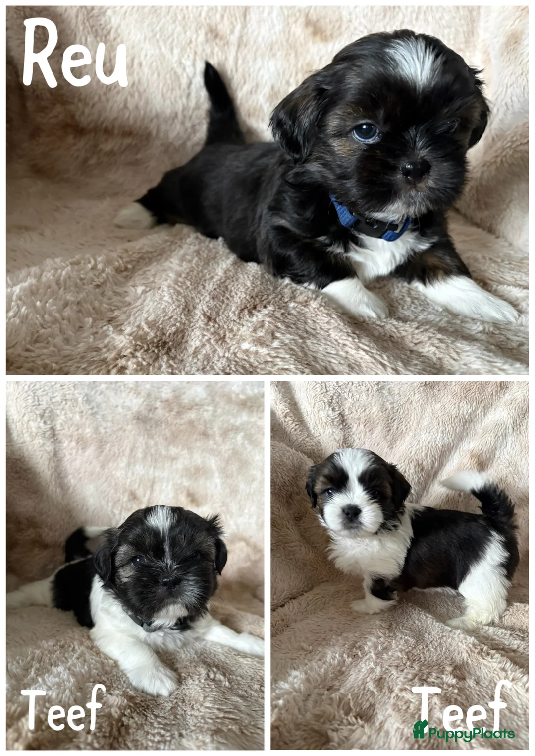 Shih Tzu honden te koop: Shih Tzu pups  - Advertentie 16