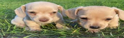 Kruising honden te koop: Kortharige teckels met vleugje chihuahua  - Advertentie 15