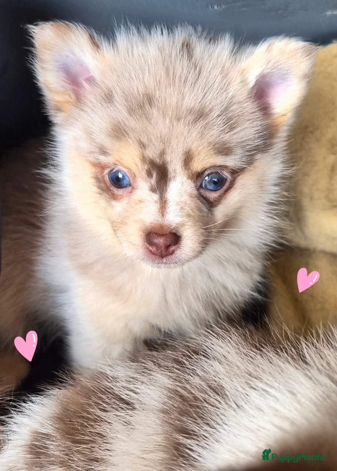Pomchi honden te koop: SUPERSCHATTIGE POMCHI KNUFFELBEERTJES❤️ZIE FOTO'S  - Advertentie 2