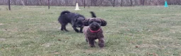 Maltipoo honden ter dekking: Maltipoo dekreu aangeboden  in Damwâld - Advertentie 7