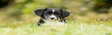 Welsh Corgi Cardigan 1