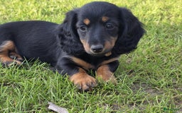 Teckel (langhaar) honden te koop: Mini - langharige dwergteckel pup met stamboom in Lienden - Afbeelding 5