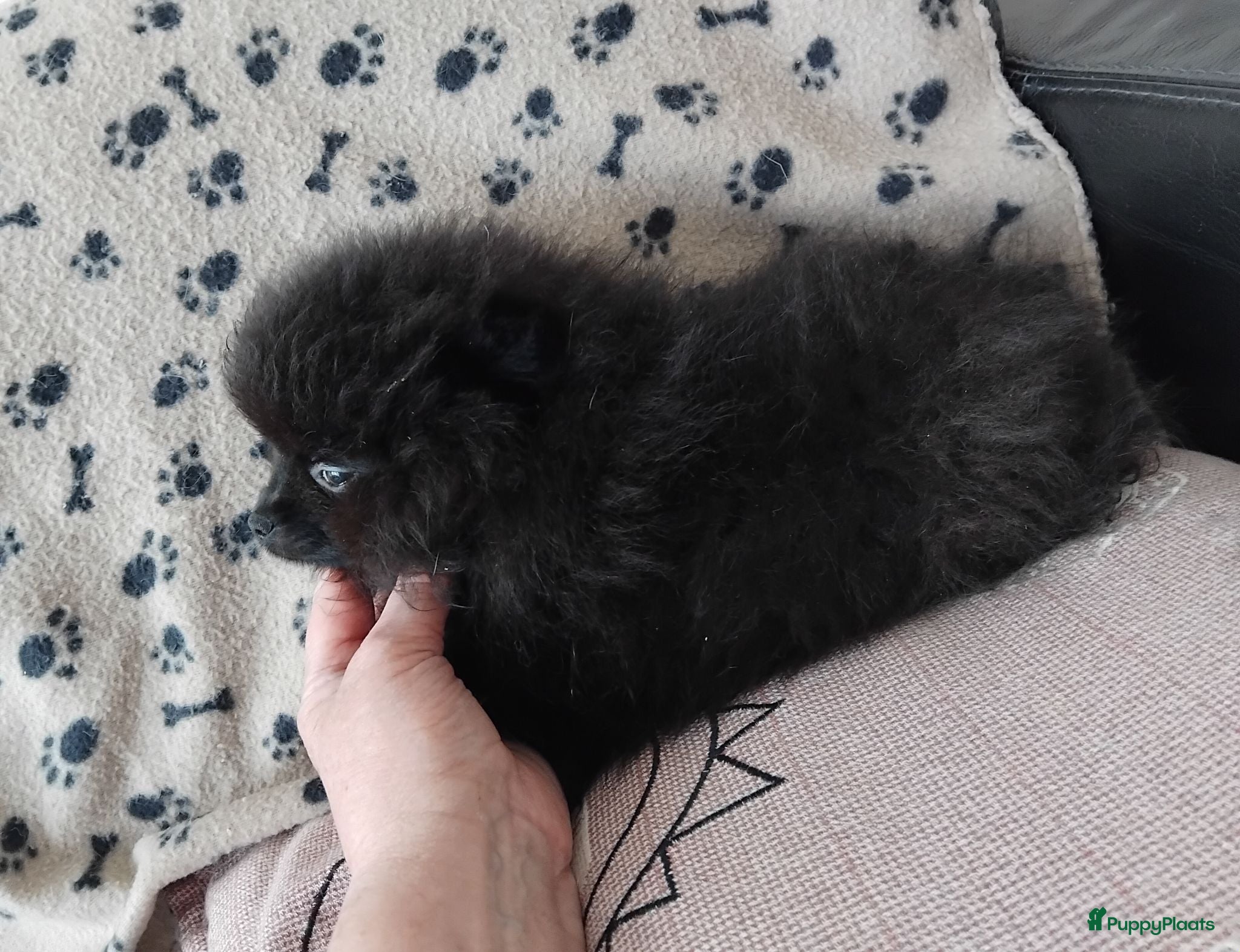 Pomeriaan honden Pomeranian pupjes Moeder is CM/SM getest - Advertentie 3