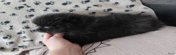 Pomeriaan honden te koop: Pomeranian pupjes Moeder is CM/SM getest - Advertentie 2