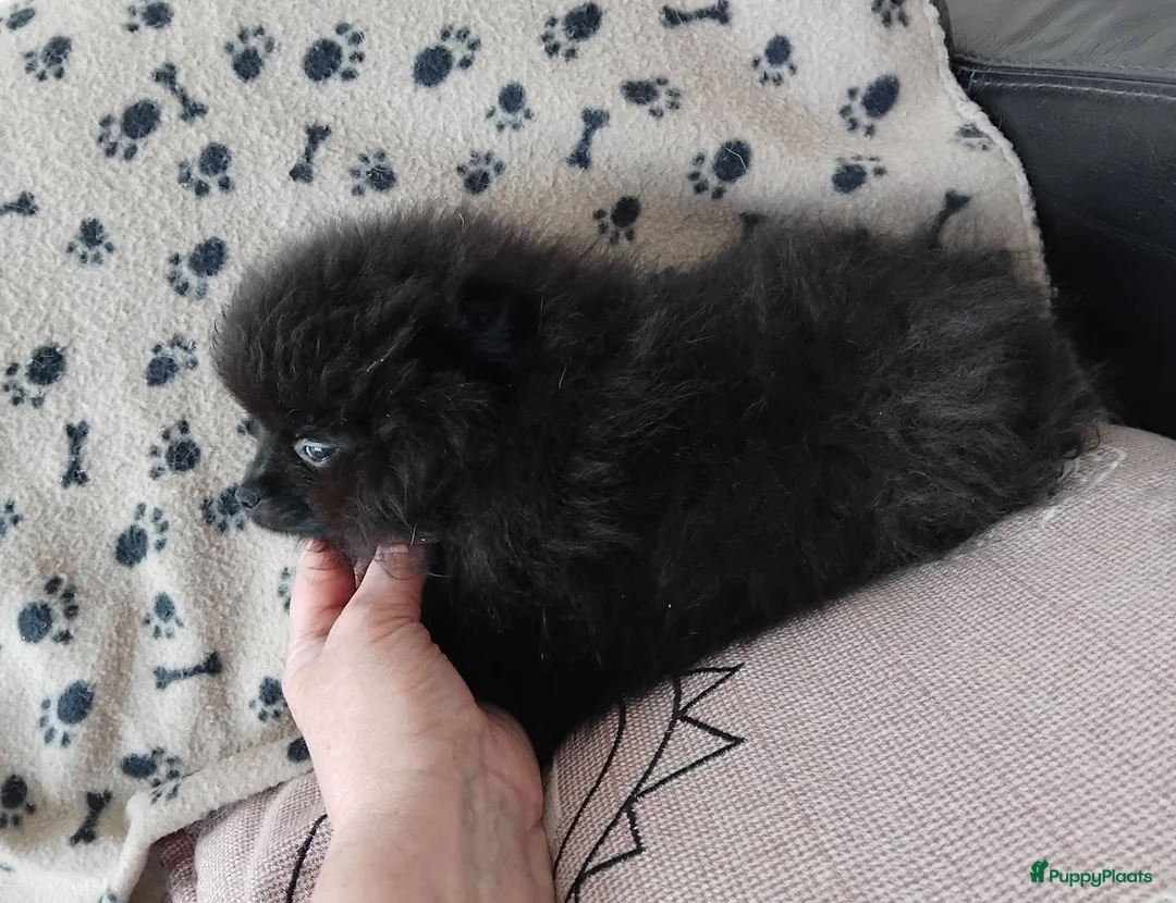 Pomeriaan honden te koop: Pomeranian pupjes Moeder is CM/SM getest - Advertentie 2