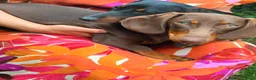Teckel (korthaar)  honden te koop: Merle teckel pupjes. - Advertentie 11