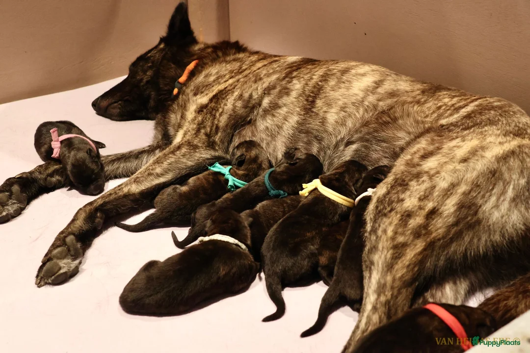 Hollandse Herder honden te koop: Hollandse Herder korthaar in Erp - Advertentie 1