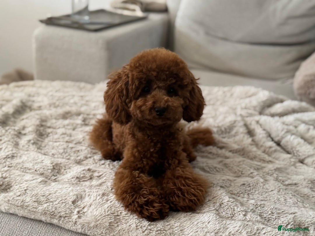 Poedel Toy honden ter dekking: Toypoedel Dek Reu  - Advertentie 2