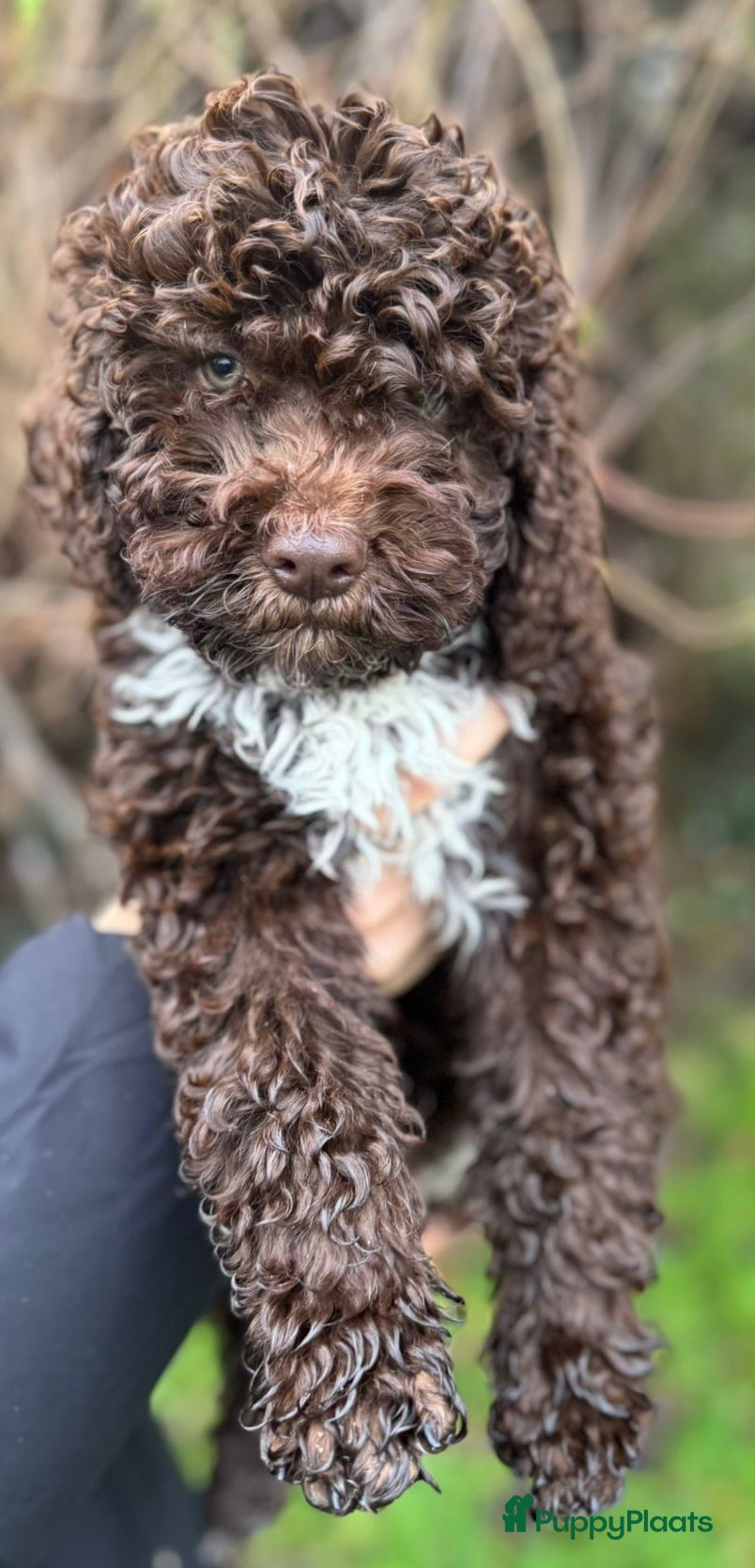 Lagotto Romagnolo honden Lagotto Romagnolo pups - Advertentie 1