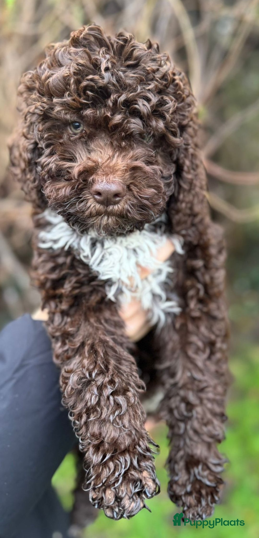 Lagotto Romagnolo honden te koop: Lagotto Romagnolo pups - Advertentie 1