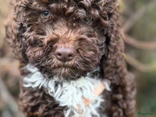 Lagotto Romagnolo honden Lagotto Romagnolo pups - Advertentie 8