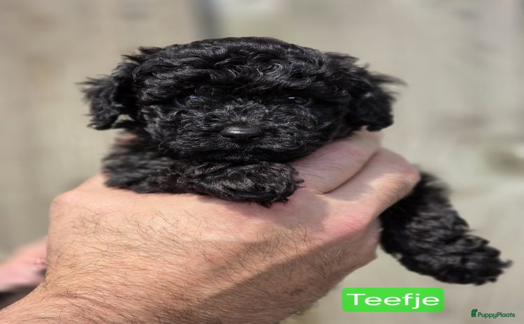 Poedel Toy honden - Advertentie 1