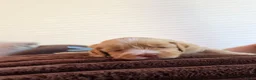Australian Labradoodle honden te koop: Prachtig nestje Australian Labradoodles  - Advertentie 2