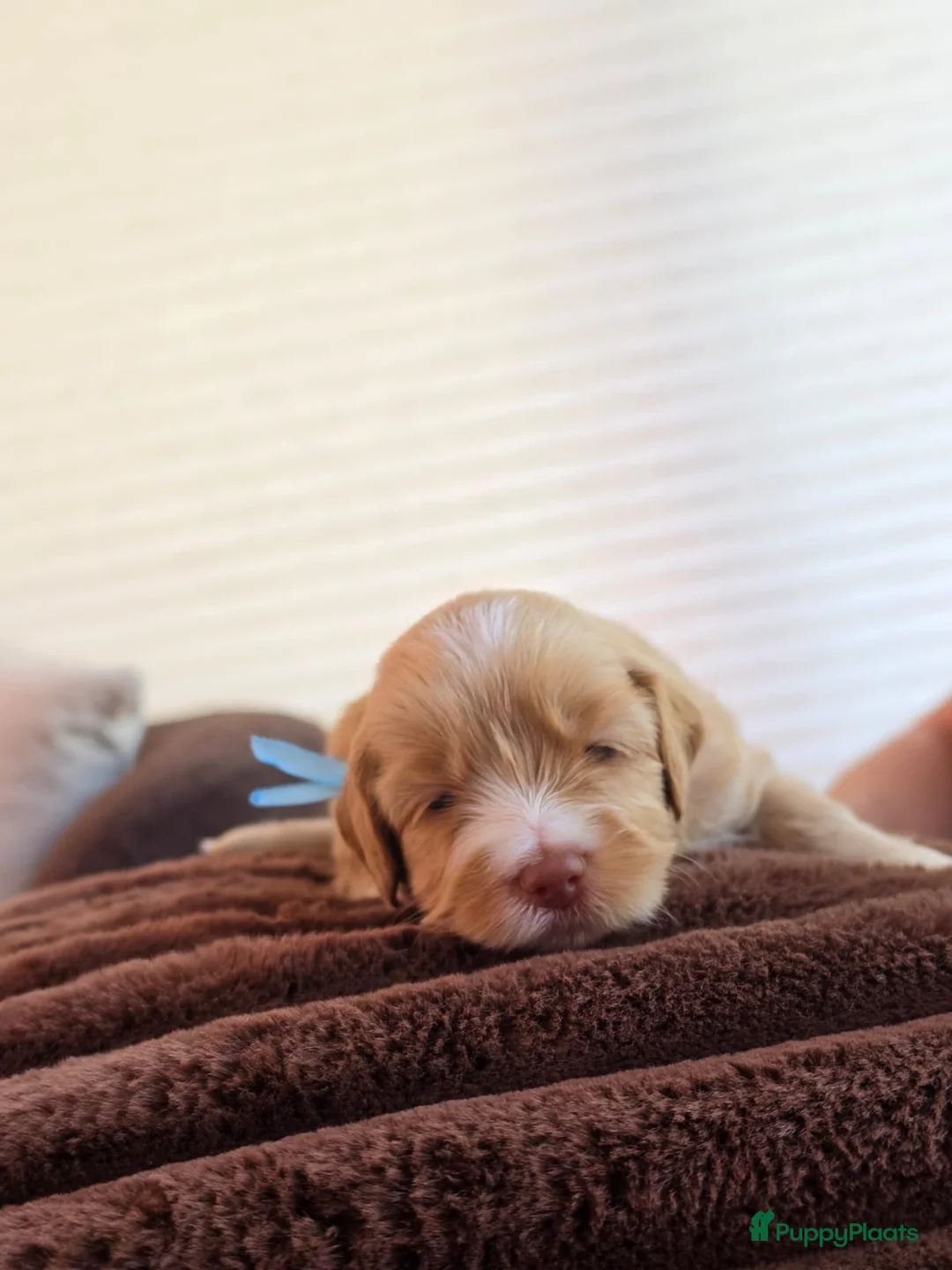 Australian Labradoodle honden te koop: Prachtig nestje Australian Labradoodles  - Advertentie 2
