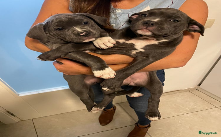 American Staffordshire Terriër honden Staffordpups (teefjes/donkergrijze) 9 weekjes oud! - Advertentie 13