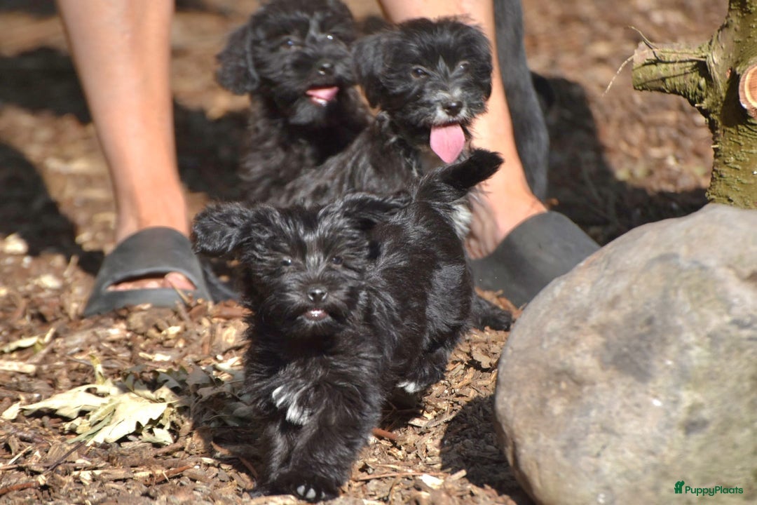 Boomer honden te koop: 4(nog twee) Mega leuke YorkiePoo x Teckel/Shihtzu  - Afbeelding 8