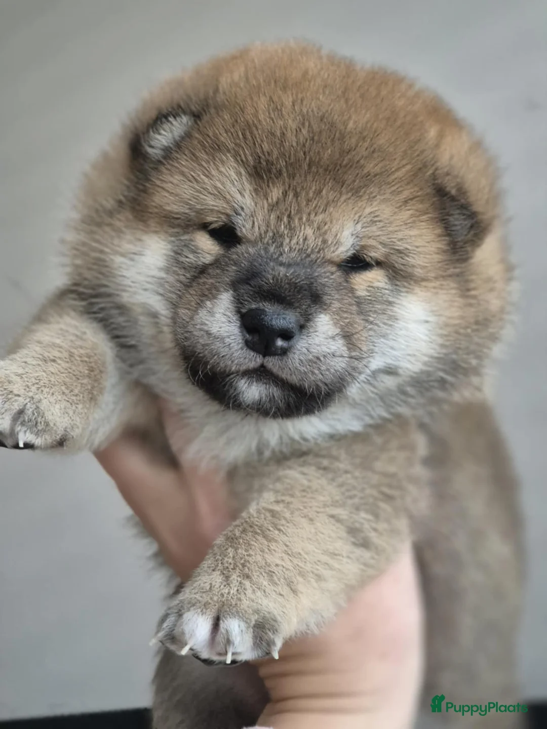 Shiba honden te koop: Shiba pups met stamboom - Advertentie 2