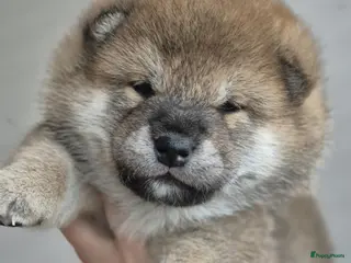 Shiba honden Shiba pups met stamboom - Advertentie 2