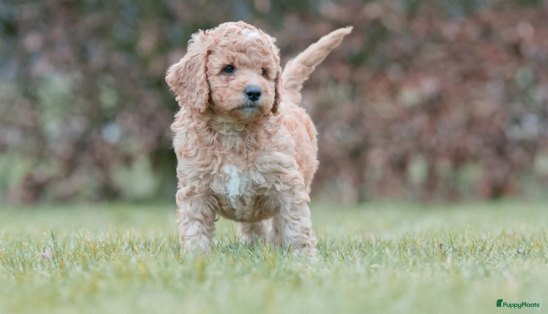 Labradoodle honden te koop: prachtige labradoodle x australian labradoodle - Advertentie 2