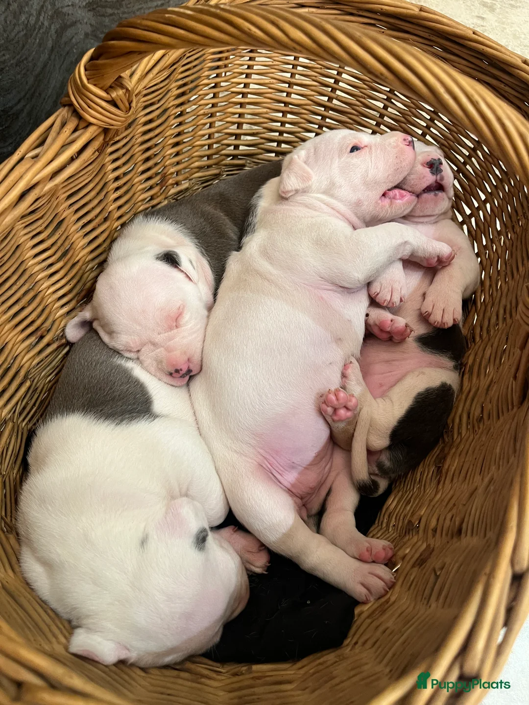American Staffordshire Terriër honden te koop: Amerikaanse Stafford Pups - Advertentie 16