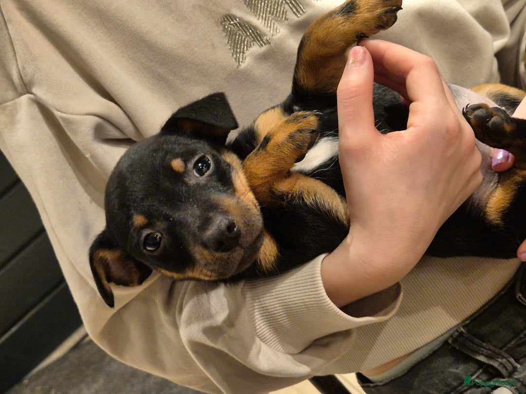 Jack Russel Terriër honden te koop: JACK RUSSEL PUPS - Advertentie 13