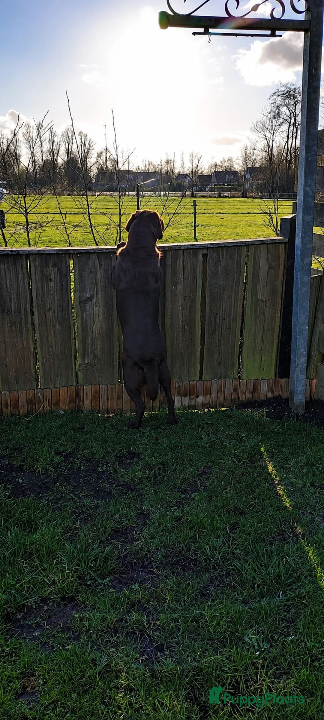 Labradoodle honden te koop: Labradoodle teefje op zoek naar fijn plekje - Advertentie 6