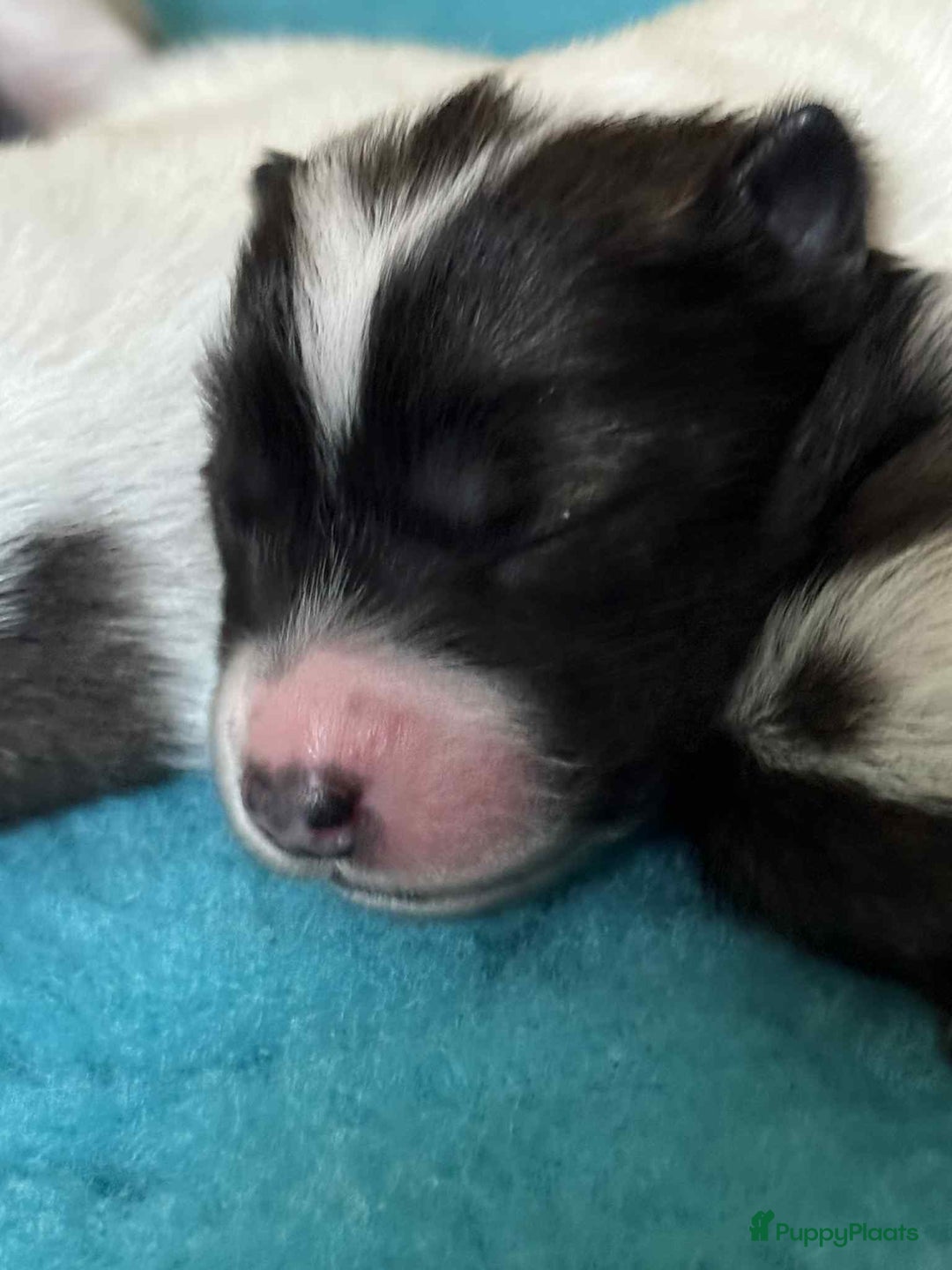 Thai Bangkaew Dog honden te koop: Thai Bangkaew Dog puppies - Advertentie 4