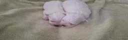 Maltezer honden te koop: Maltezer pups. Rasecht. Vader en moeder aanwezig - Advertentie 7