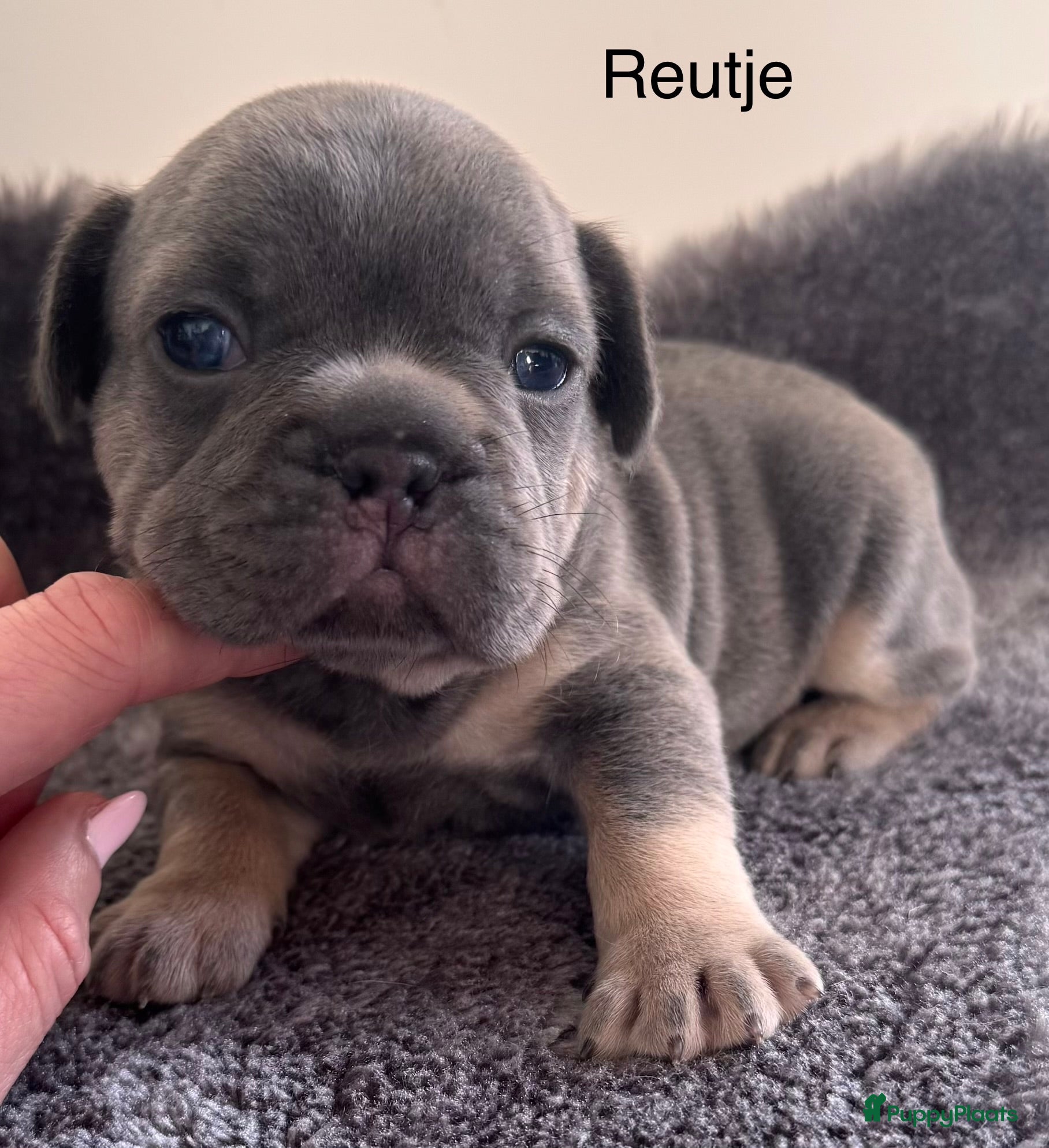 Franse Bulldog honden Prachtig nestje Franse bulldog pups - Advertentie 1
