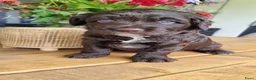 Australian Labradoodle honden te koop: Australian labradoodle pup! - Advertentie 14