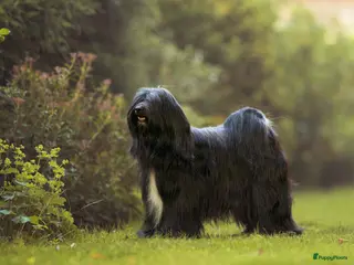 Tibetaanse Terriër honden Tibetaanse terriër pups met FCI stamboom - Advertentie 18